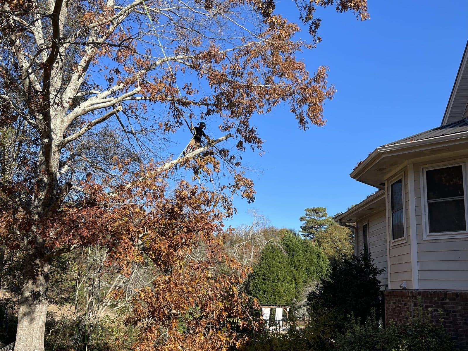 Thomas Tree Solutions crew member pruning a mature tree beside a home