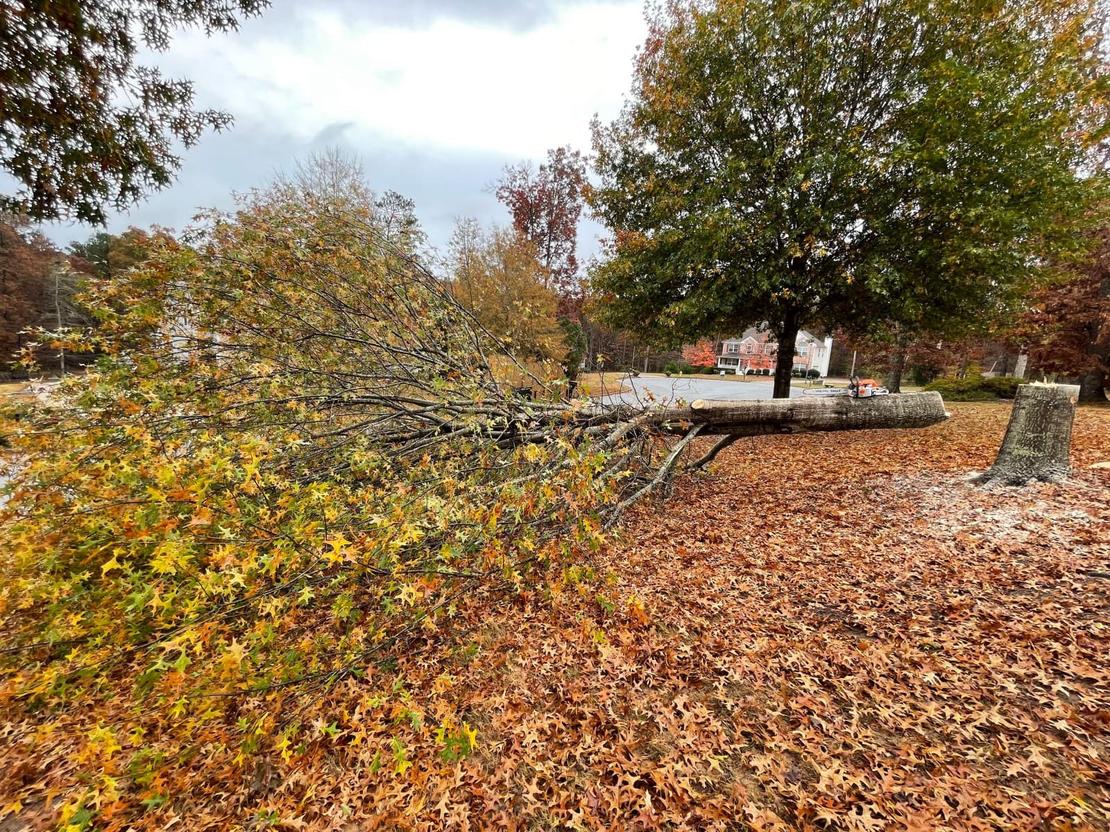 Large tree cut into controlled sections during removal